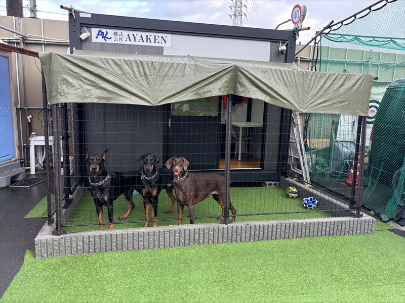 ドーベルマン犬